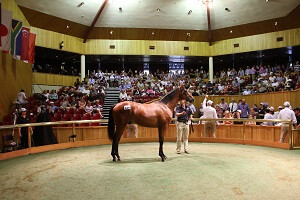 Lot 445 Frankel x Our Echezeaux - Ring II